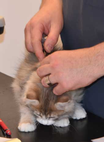 sibirisk kattunge Fantasia