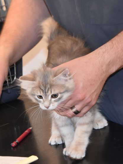 sibirisk kattunge Fabiola