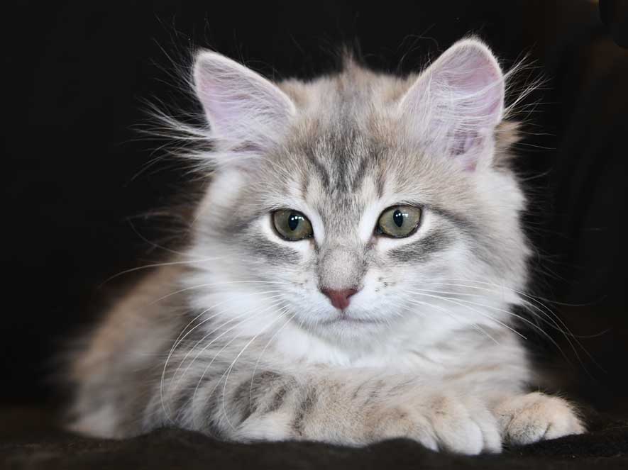 sibirisk kattunge Fabiola