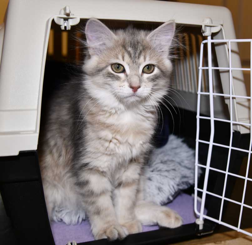 sibirisk kattunge Fabiola