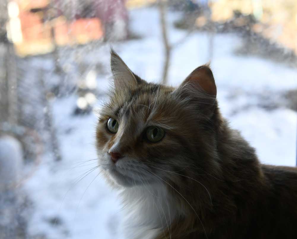 Sibirisk katt Dani