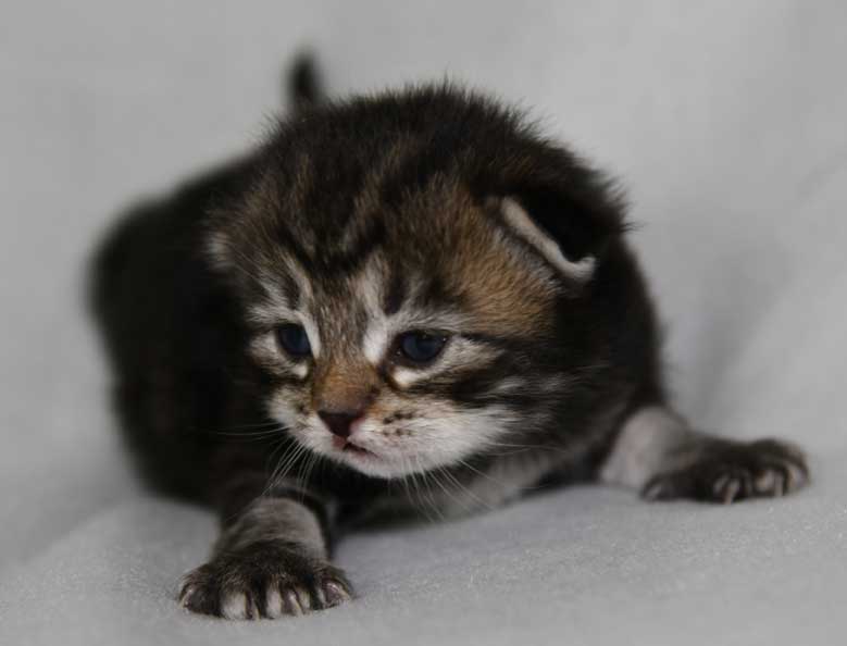 sibirisk kattunge Gaby