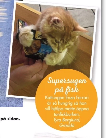Sibirisk katt Ferrari
