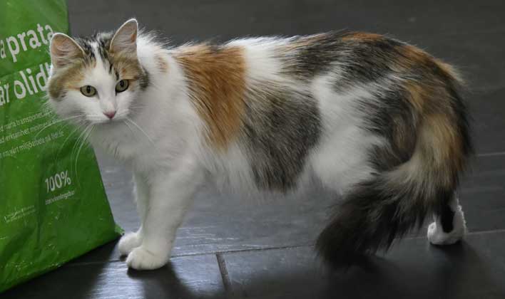 Sibirisk katt Tracie