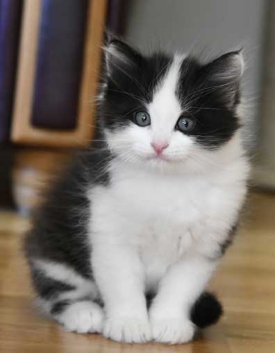 Aibirisk kattunge Gliese