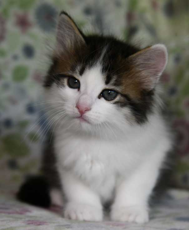 Sibirisk katt Garlena
