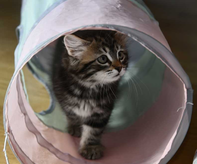 Sibirisk kattunge Gaby