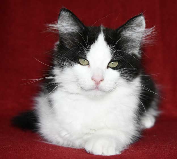 Sibirisk kattunge Gliese