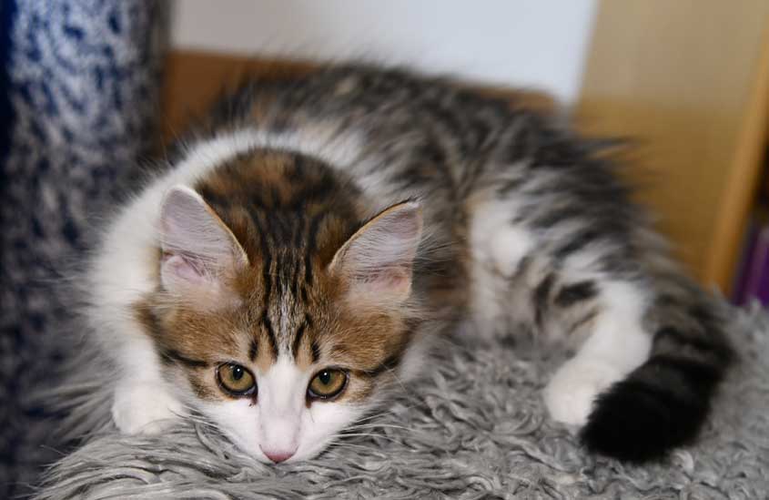 Sibirisk kattunge Gloria