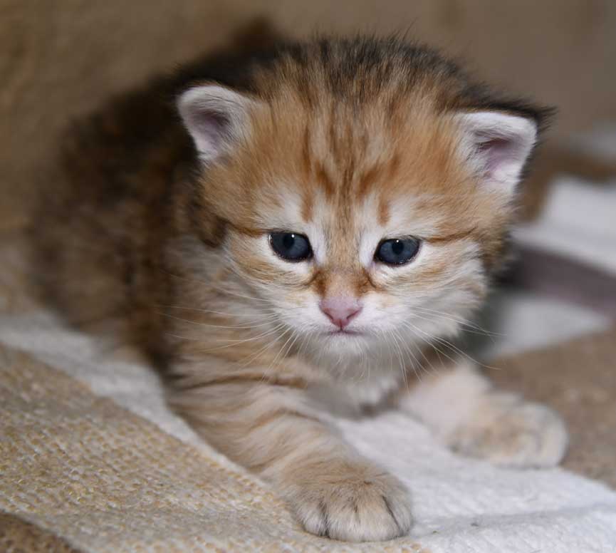 Sibirisk kattunge Indi