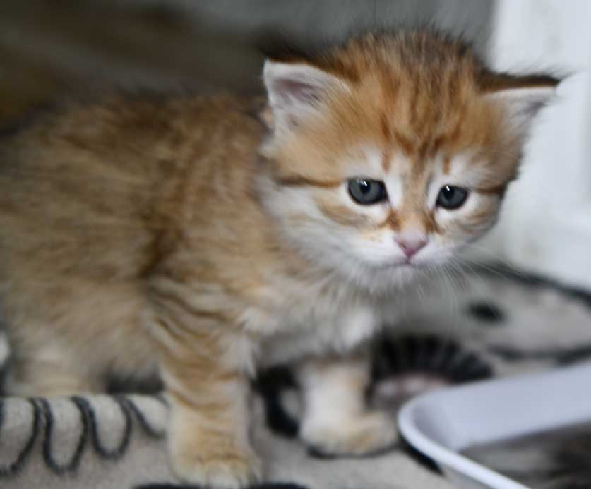 Sibirisk kattunge Indi
