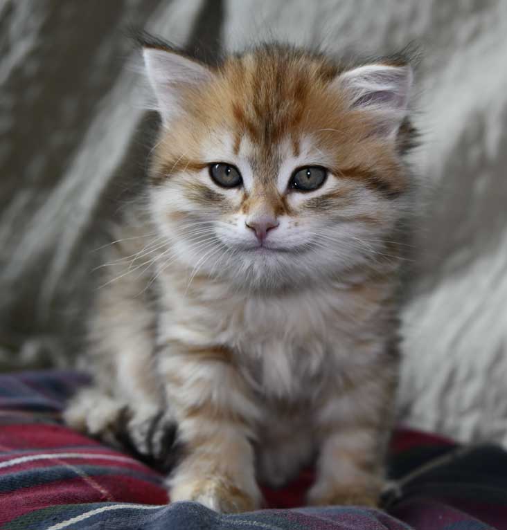 Sibirisk kattunge Indi