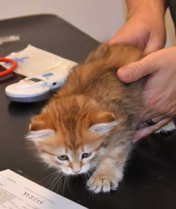 Sibirisk kattunge Indi