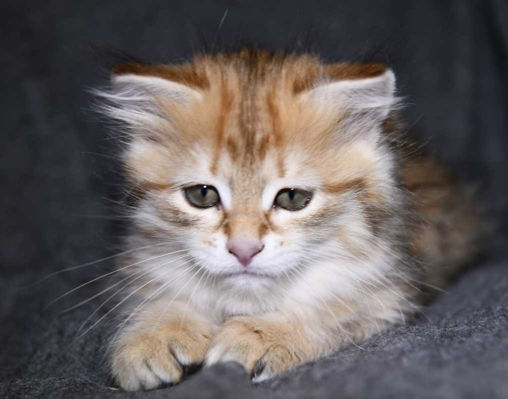 Sibirisk kattunge Indi