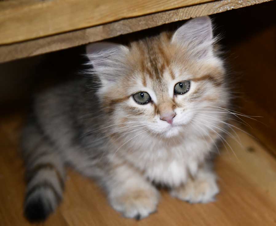 Sibirisk kattunge Izar