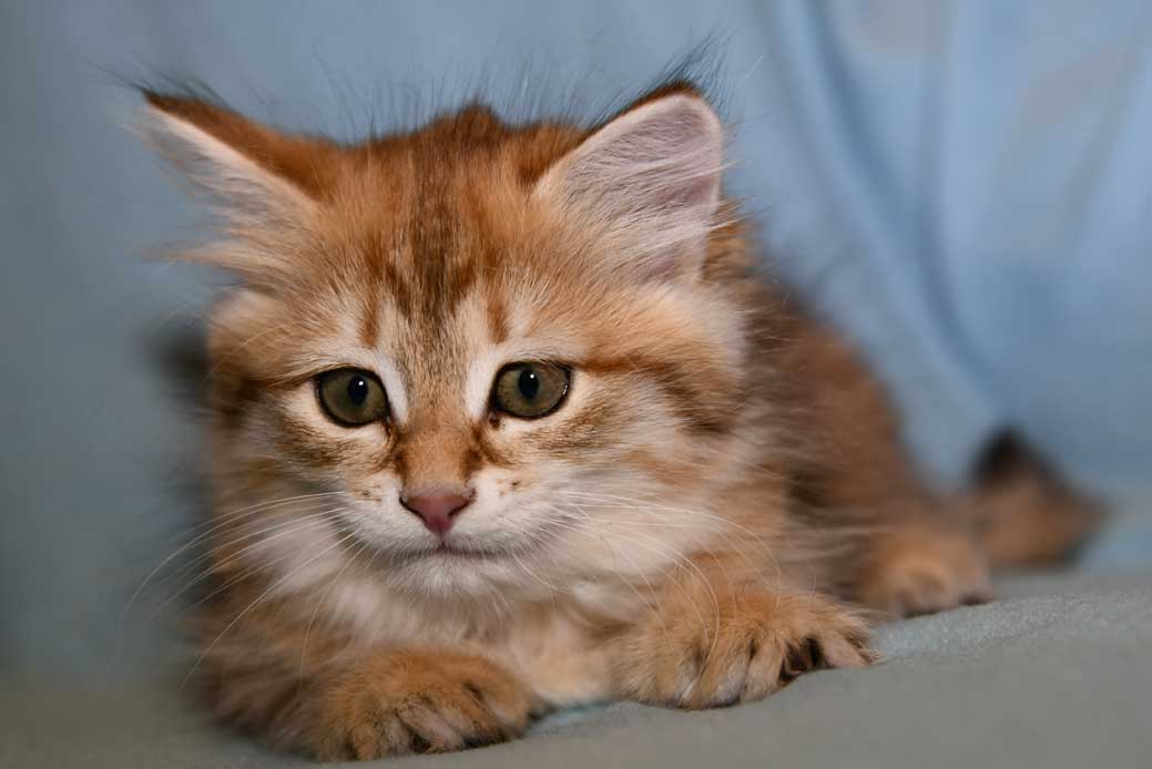 Sibirisk kattunge Indi