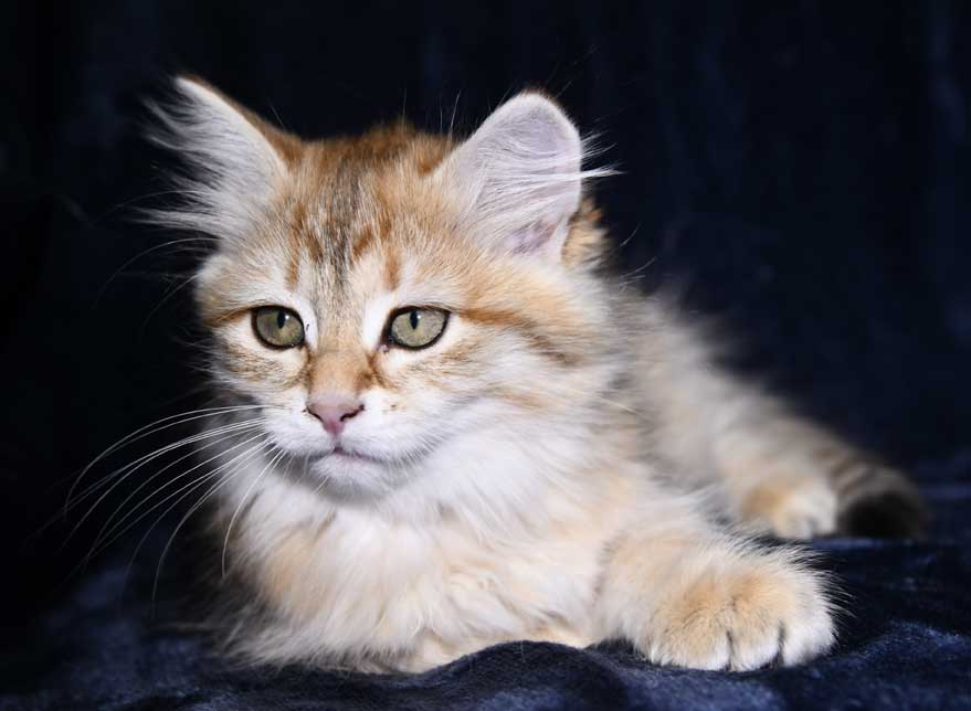 Sibirisk kattunge Indi