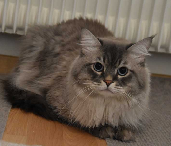 Neva Masquerade katt Filip