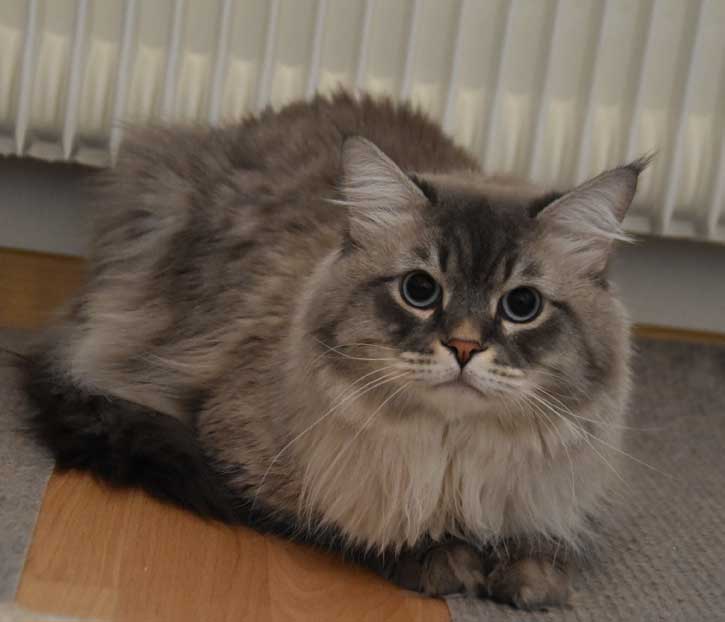 Neva Masquerade katt Filip