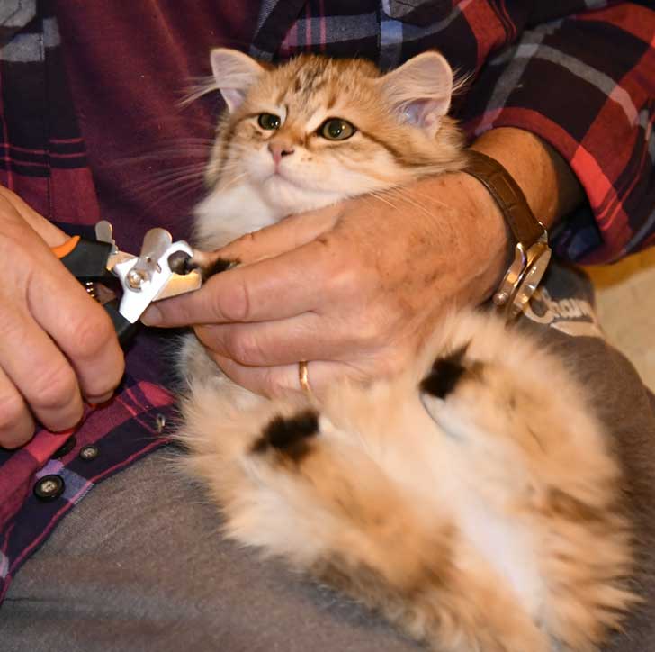 Sibirisk kattunge Indi
