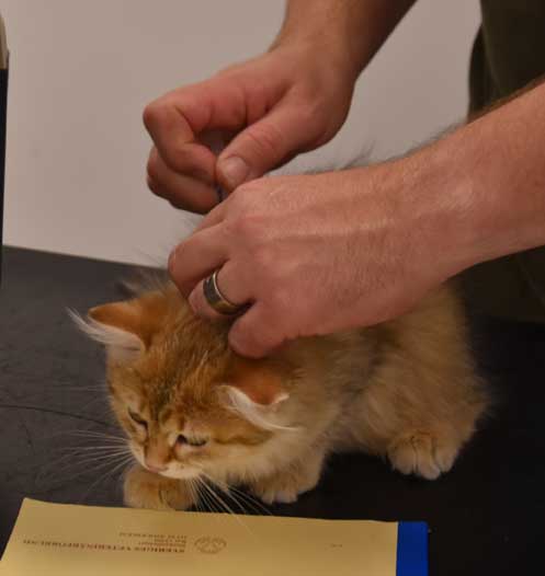 Sibirisk kattunge Indi