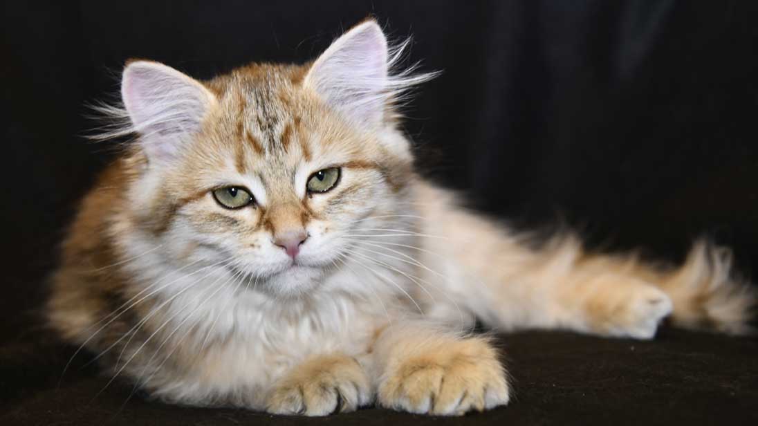Sibirisk kattunge Indi