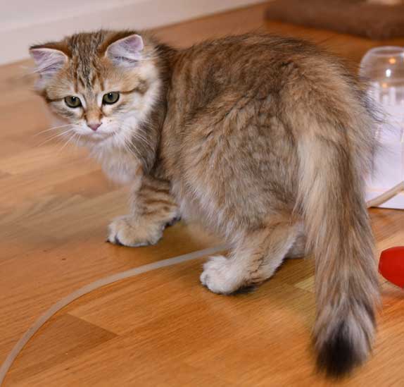 Sibirisk kattunge Indi