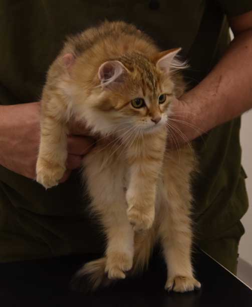 Sibirisk kattunge Indi