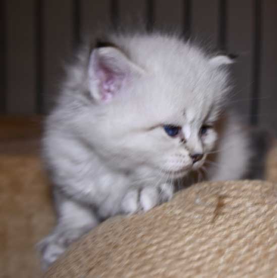 Sibirisk kattunge Kepler