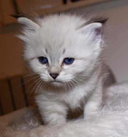 Neva Masquerade kattunge Kepler