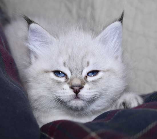 Neva Masquerade kattunge Kepler
