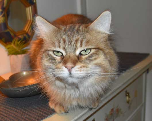 Sibirisk katt Måns