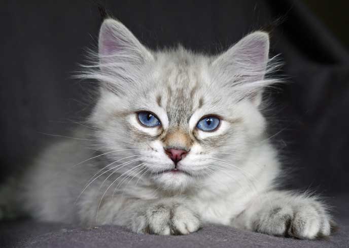 Neva Masquerade kattunge Kepler