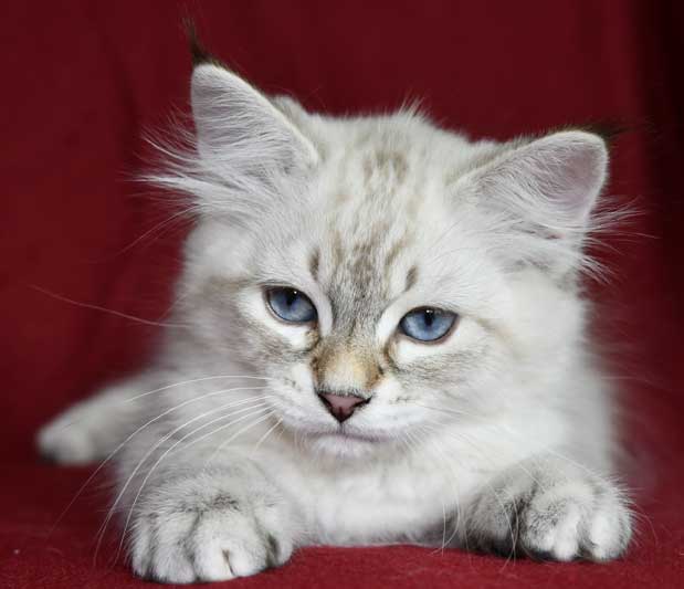 Neva Masquerade kattunge Kepler