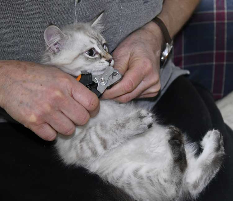 Neva Masquerade kattunge Kaus