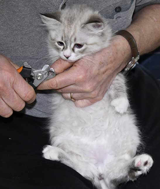Neva Masquerade kattunge Kallisto