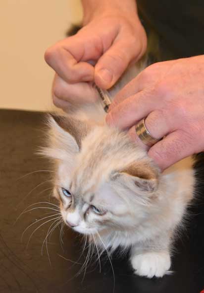Neva Masquerade kattunge Kallisto