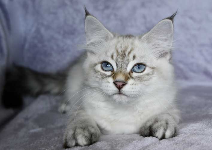 Neva Masquerade kattunge Kepler