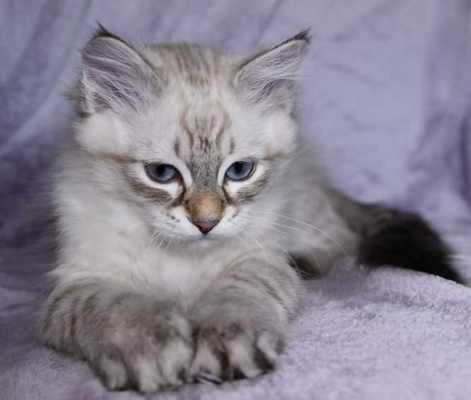 Neva ;asquerade kattunge Kaus