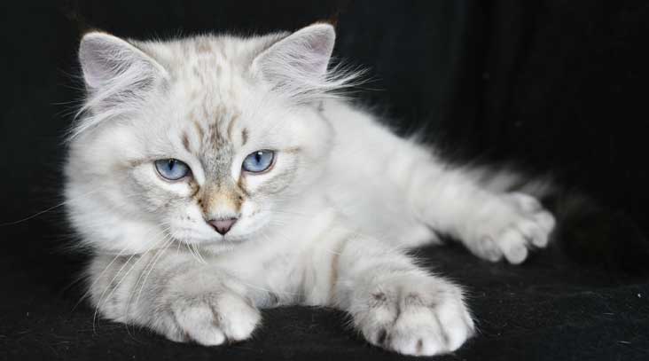 Neva Masquerade Kattunge Kepler
