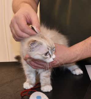 Neva Masquerade kattunge Kallisto