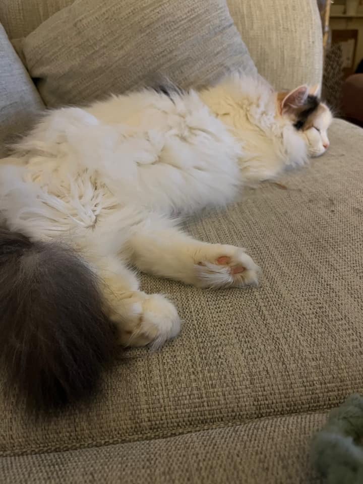Sibirisk katt Nova