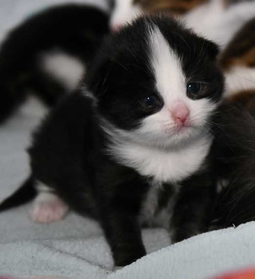 Sibirisk kattunge Lewis
