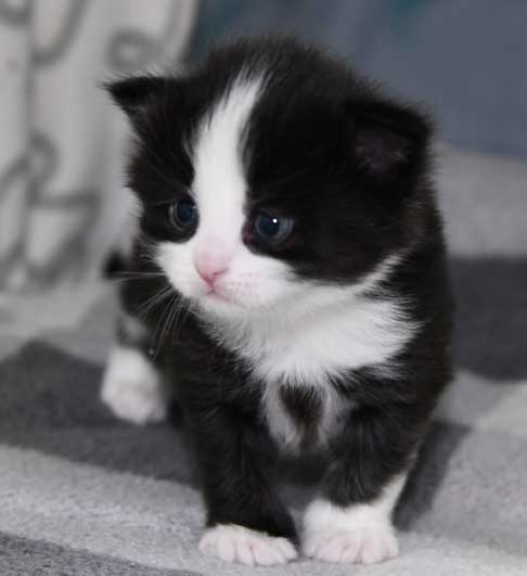 Sibirisk kattunge Lewis