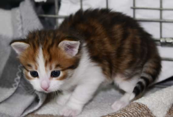 Sibirisk kattunge Lambert