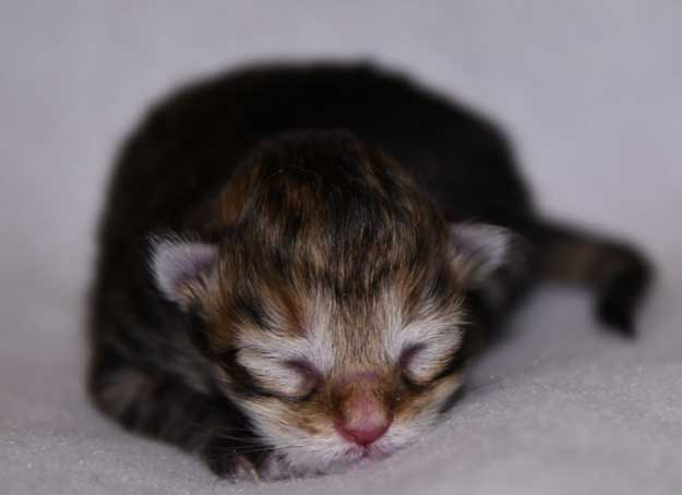 Sibirisk kattinge Mimas