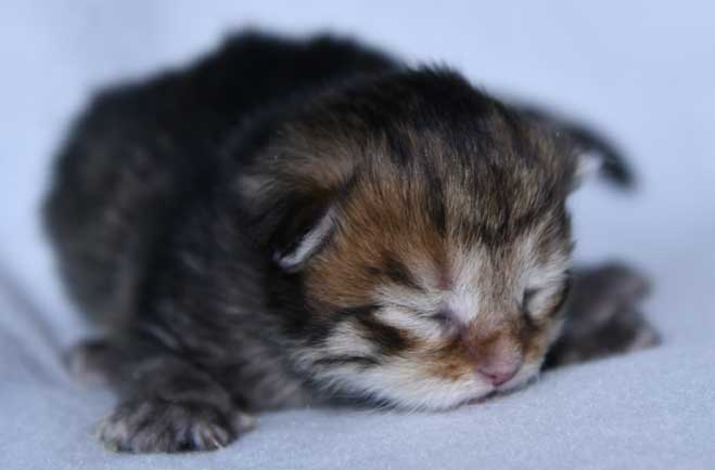 Sibirisk kattunge Mimas