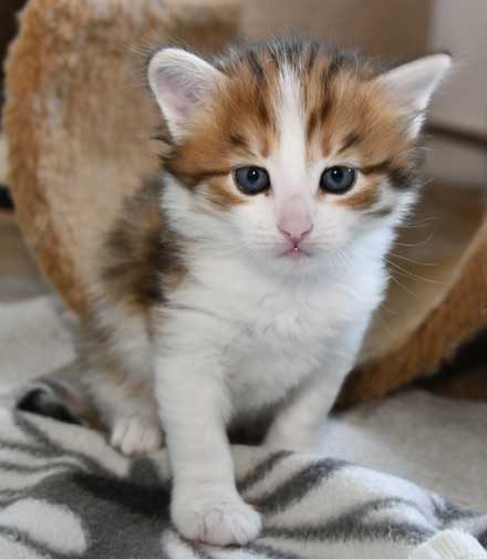 Sibirisk kattunge Lambert