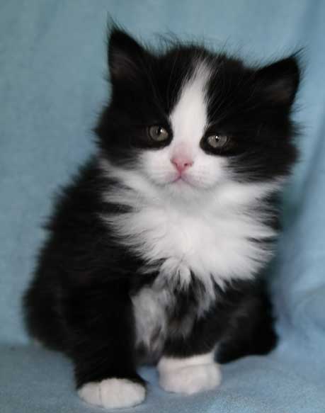 Sibirisk kattunge Lewis