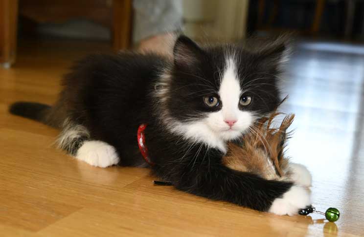 Sibirisk kattunge Lewis